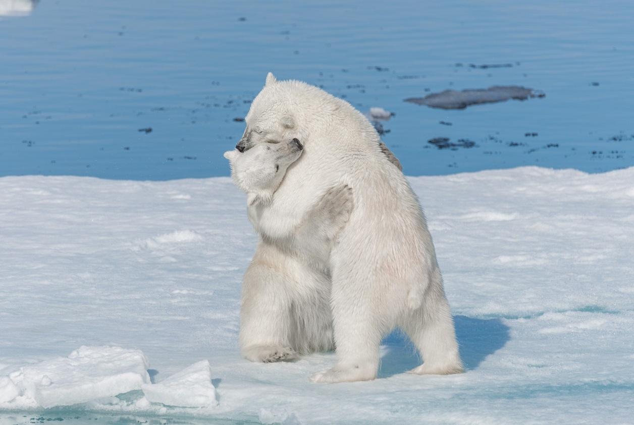 Lední medvědi. Foto: Freepik