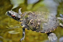 turtles-4832203_1920