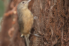 Colluricincla rufogaster. Foto: JJ Harrison / Wikimedia Commons / CC-4.0