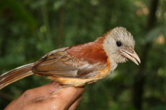 Pištec proměnlivý. Foto: Katerina Tvardikova / New Giunea Birds / CC BY-NC-SA 4.0