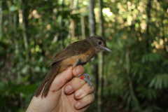 Pištec pralesní.  Foto: Katerina Tvardikova / New Giunea Birds / CC BY-NC-SA 4.0
