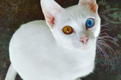 Foto: Petra Cavalieri