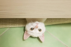 Loni na podzim už byla Astra fit. Foto: LuckyCats.