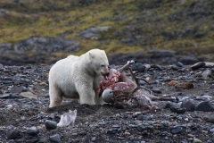 Unikátní snímky, jak lední medvědice ulovila soba