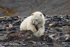 Unikátní snímky, jak lední medvědice ulovila soba