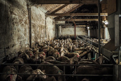 Bez čerstvého vzduchu a bez světla. Kredit: Lukáš Vincour / Zvířata Nejíme / We Animals Media