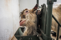 Kozel při odběru spermatu. Kredit: Lukas Vincour / Zvířata Nejíme / We Animals Media