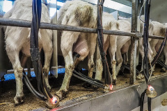 Doživotní pouto II. Kredit: Lukáš Vincour / Zvířata Nejíme / We Animals Media