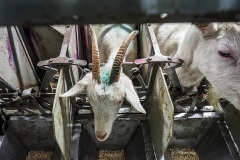 Doživotní pouto. Kredit: Lukáš Vincour / Zvířata Nejíme / We Animals Media