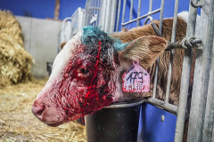 Po bolestivém odrohování. Kredit: Lukáš Vincour / Zvířata Nejíme / We Animals Media