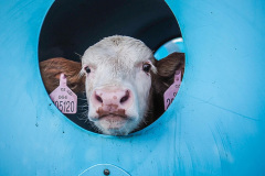WAM23238Bez mámy v boxu. Kredit: Lukáš Vincour / Zvířata Nejíme / We Animals Media