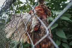 Bažant určený k lovu. Kredit: Lukáš Vincour / Zvířata Nejíme / We Animals Media67