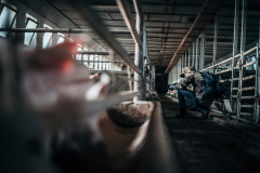 Dokumentární práce. Kredit: Zvířata Nejíme / We Animals Media
