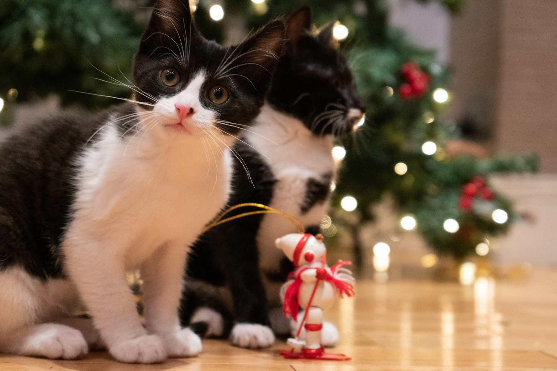 Mazlíčci a Vánoce. Foto: Pixabay