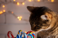 The cat is smelling candy