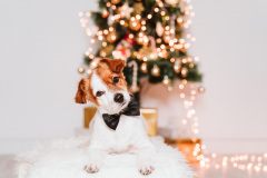 Mazlíčci a Vánoce. Foto: Freepik