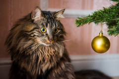 Mazlíčci a Vánoce. Foto: Freepik