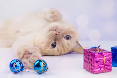 Mazlíčci a Vánoce. Foto: Freepik