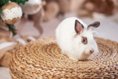 Mazlíčci a Vánoce. Foto: Freepik