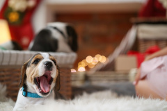 Mazlíčci a Vánoce. Foto: Freepik