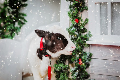 Mazlíčci a Vánoce. Foto: Freepik