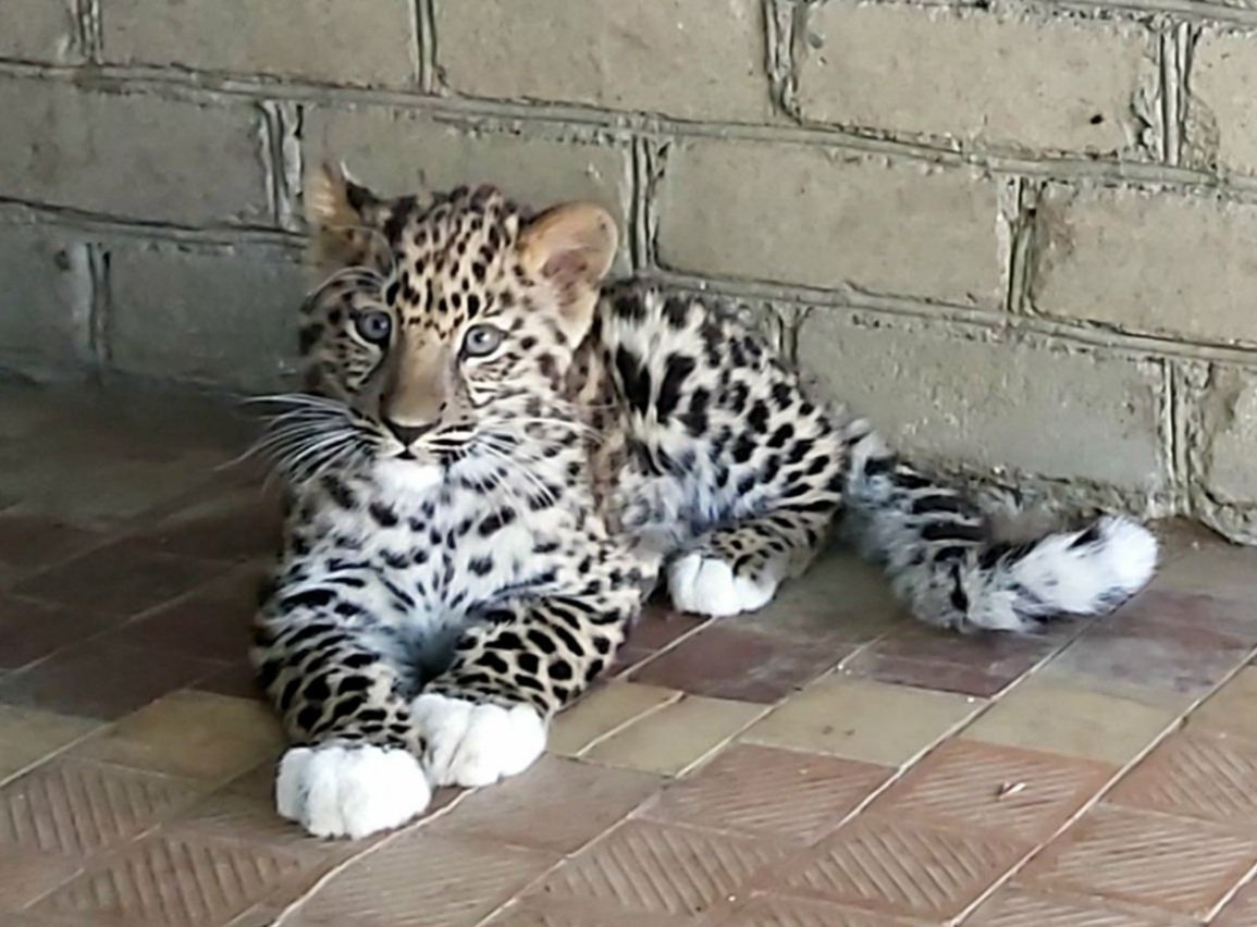 Mládě leoparda se narodilo 8. března. Foto: Mykolajivská zoo
