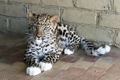 Mládě leoparda se narodilo 8. března. Foto: Mykolajivská zoo