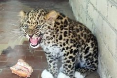 Foto: Mykolajivská zoo