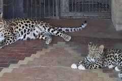 S hrdou mámou. Foto: Mykolajivská zoo