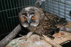 Sova zachráněná z hořícího lesa. Foto: Mykolajivská zoo