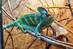 Odložený mazlíček. Foto: Mykolajivská zoo