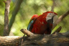 Odložený mazlíček. Foto: Mykolajivská zoo