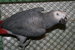 Odložený mazlíček. Foto: Mykolajivská zoo