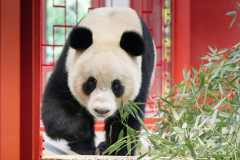 He Feng obhlíží nový výběh. Foto: Daniel Zupanc