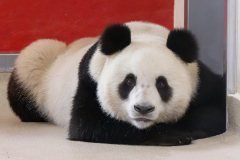 He Feng má rád své pohodlí. Foto: Daniel Zupanc