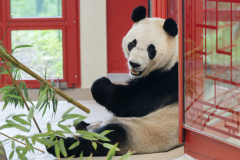 Lan Yun - dokonalá pandí modelka. Foto: Daniel Zupanc