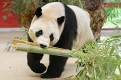 Samice se jmenuje Lan Yun, což znamená „Půvab orchideje“. Foto: Daniel Zupanc