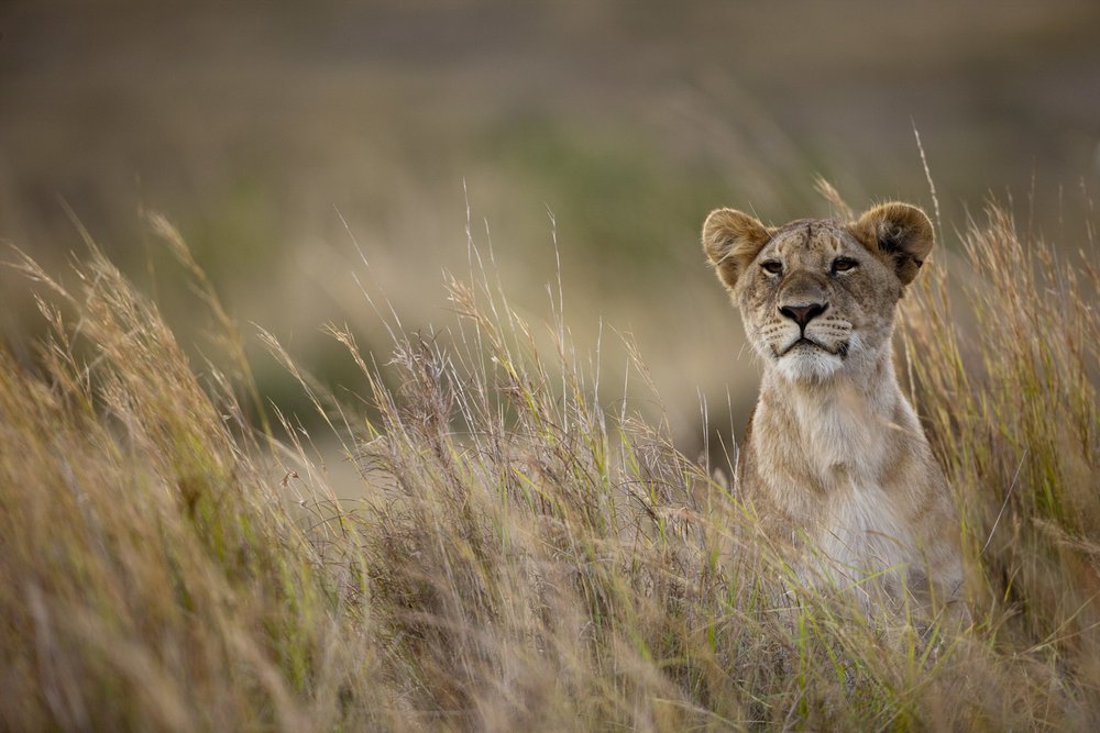 Národní rezervace Masai Mara v Keni