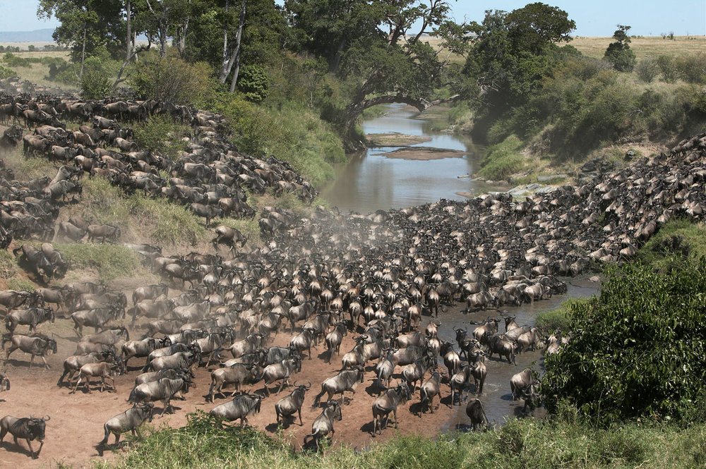 Národní rezervace Masai Mara v Keni