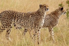 Národní rezervace Masai Mara v Keni