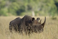 Národní rezervace Masai Mara v Keni