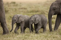 Národní rezervace Masai Mara v Keni