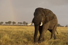 Národní rezervace Masai Mara v Keni