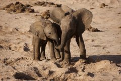Národní rezervace Masai Mara v Keni