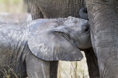 Národní rezervace Masai Mara v Keni