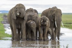 Národní rezervace Masai Mara v Keni