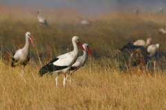 Národní rezervace Masai Mara v Keni
