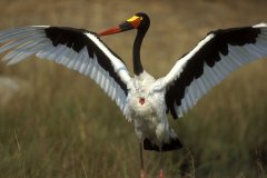 Národní rezervace Masai Mara v Keni