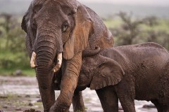 Národní rezervace Masai Mara v Keni