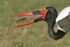 Národní rezervace Masai Mara v Keni